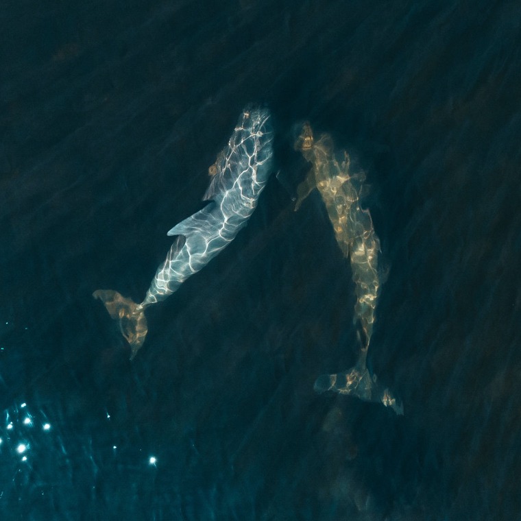 amenazas ecosistemas vida oceanos
