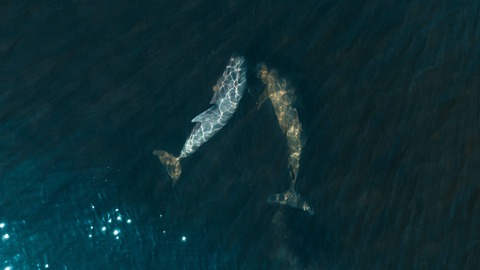 amenazas ecosistemas vida oceanos