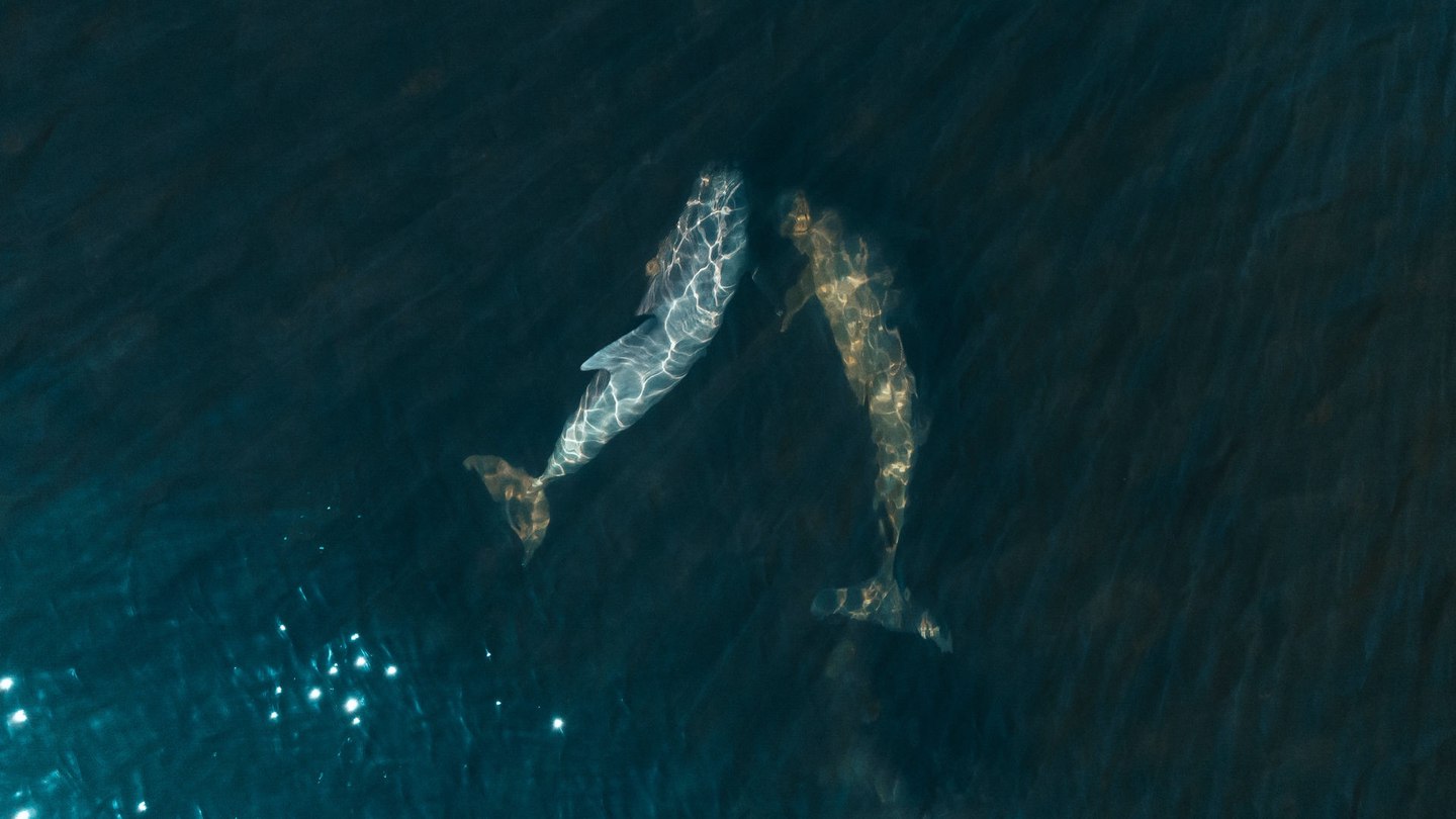 amenazas ecosistemas vida oceanos