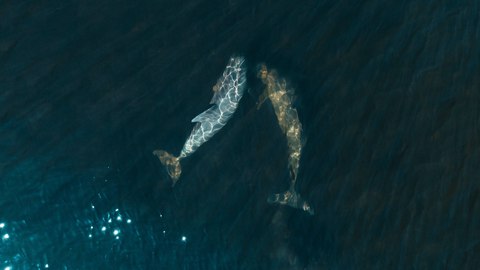 amenazas ecosistemas vida oceanos