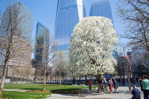 911 survivor tree