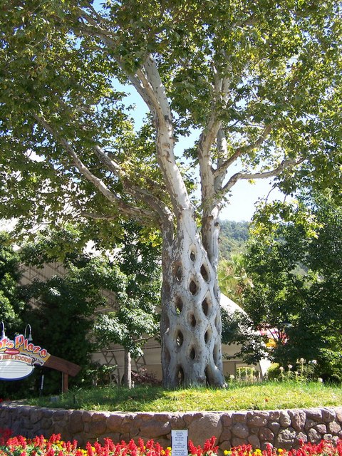 basket tree
