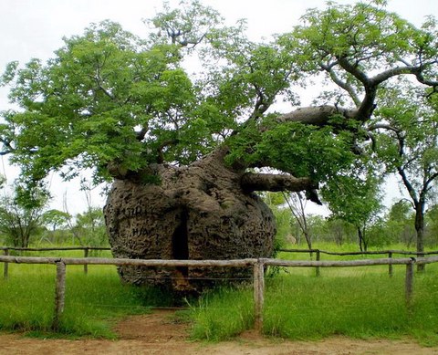boab prison tree