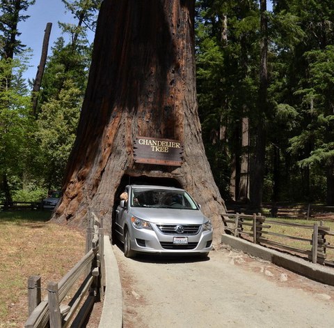 chandelier tree