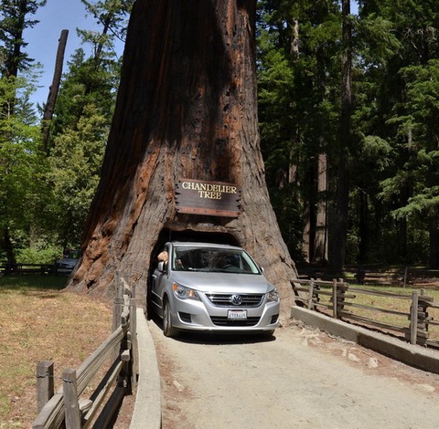 chandelier tree