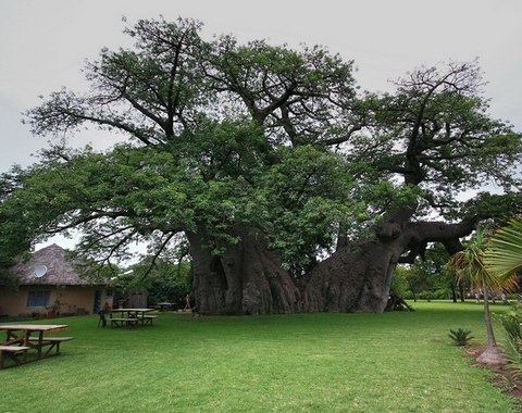sunland baobab