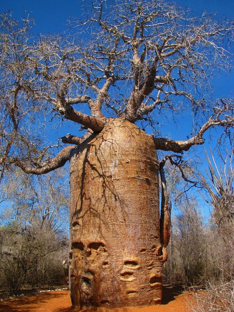 teapot baobab