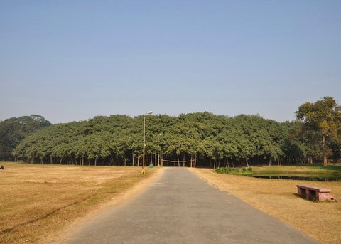 the great banyan