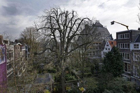 anne frank tree 2006
