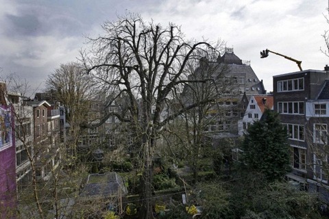 anne frank tree 2006