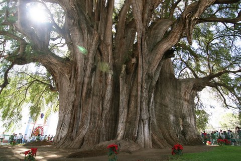 arbol tule