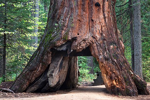 arboles mas famosos mundo