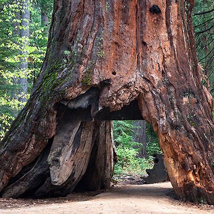 arboles mas famosos mundo