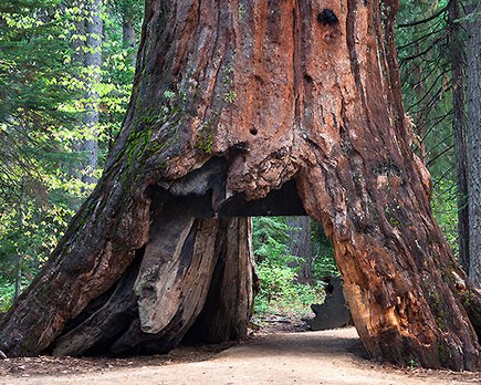 arboles mas famosos mundo