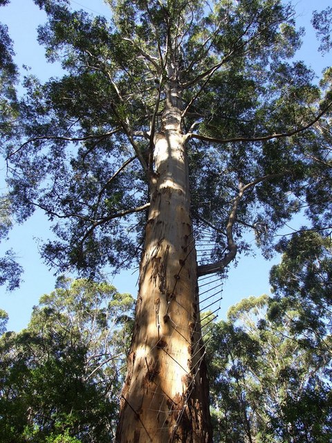 gloucester tree