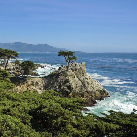 lone cypress