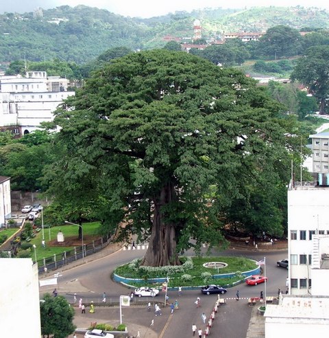 tree sierra leone