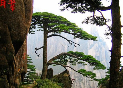 ying ke pine