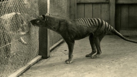 cientificos australianos esperan resucitar tigre tasmania