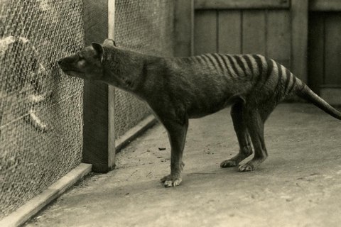 cientificos australianos esperan resucitar tigre tasmania