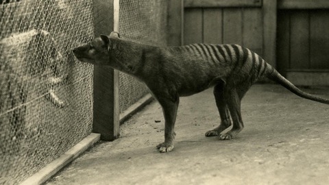 cientificos australianos esperan resucitar tigre tasmania