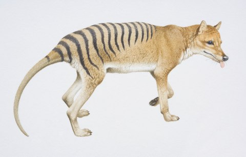 dibujo tigre de tasmania
