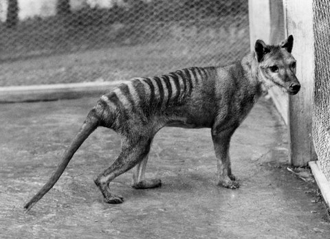 tigre tasmania