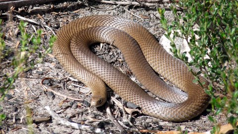 serpiente marron