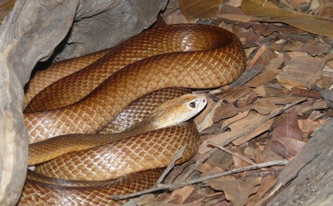 serpiente taipan