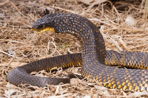 serpiente tigre