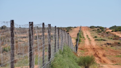 dingo fence
