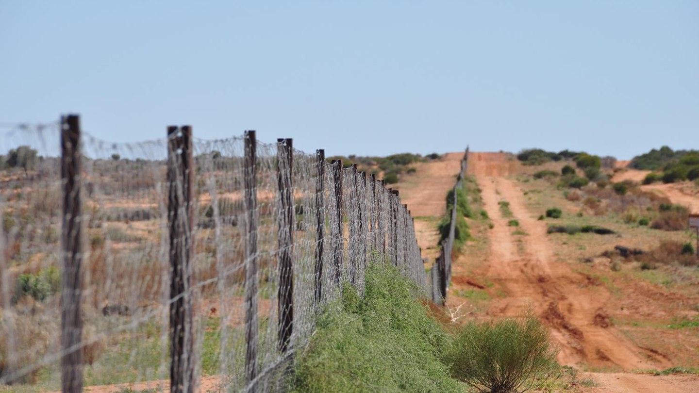dingo fence