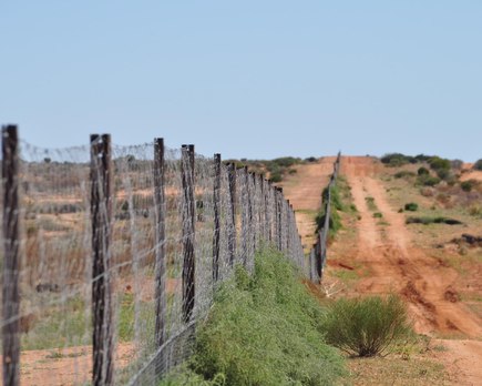 dingo fence