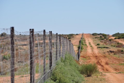 dingo fence