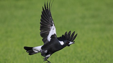 muere bebe ataque en picado urraca autralia