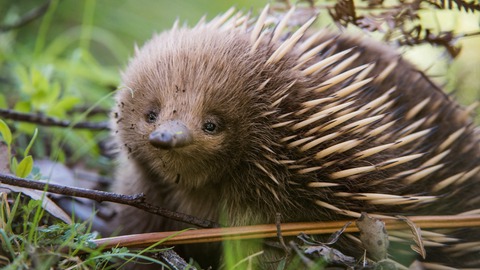 por que el equidna es uno de los mamiferos mas queridos y desconocidos de australia