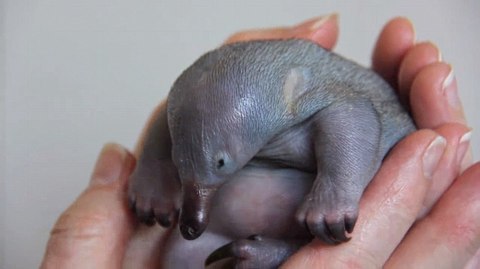 bebe equidna