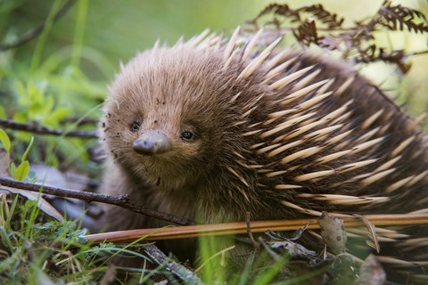 por que el equidna es uno de los mamiferos mas queridos y desconocidos de australia