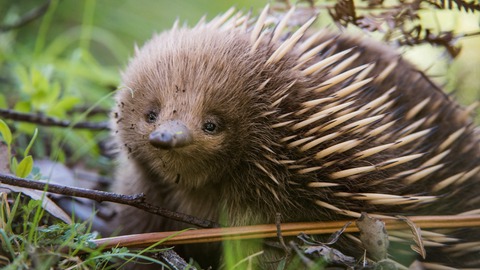por que el equidna es uno de los mamiferos mas queridos y desconocidos de australia
