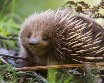 por que el equidna es uno de los mamiferos mas queridos y desconocidos de australia