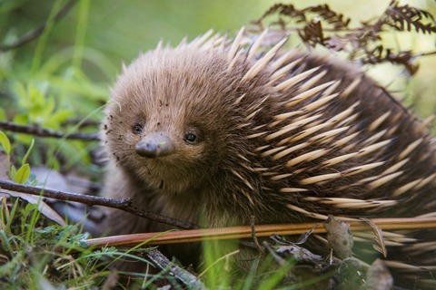 por que el equidna es uno de los mamiferos mas queridos y desconocidos de australia