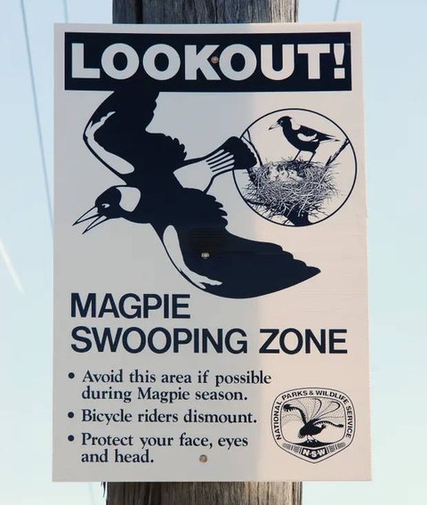 cartel cuidado magpie