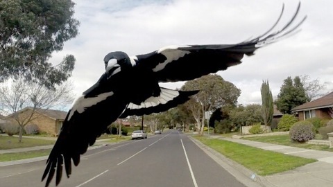 temporada de urracas por que australianos se esconden privamera