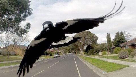 temporada de urracas por que australianos se esconden privamera