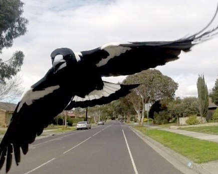 temporada de urracas por que australianos se esconden privamera