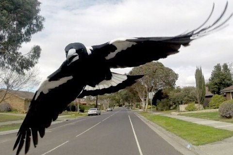 temporada de urracas por que australianos se esconden privamera