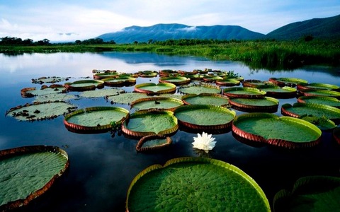 el pantanal