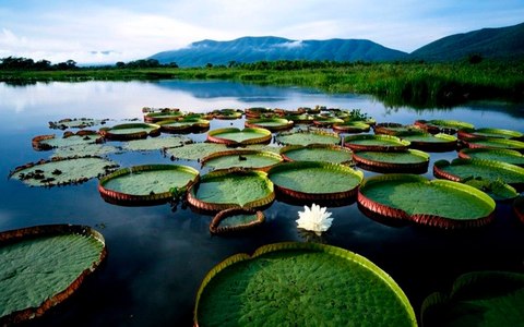 el pantanal