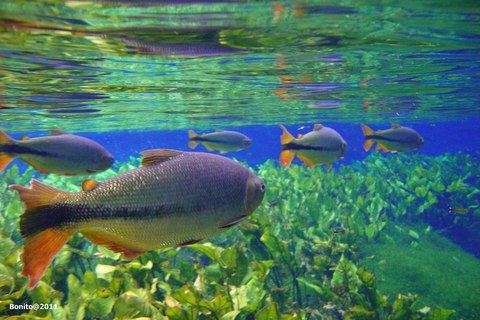 Peces nadando entre plantas acuáticas en un río transparente de Bonito