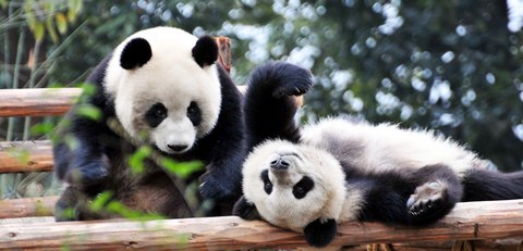 chengdu panda base head